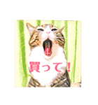 コテツとテトラ（個別スタンプ：23）