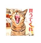 コテツとテトラ（個別スタンプ：24）