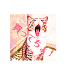 コテツとテトラ（個別スタンプ：25）
