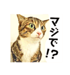 コテツとテトラ（個別スタンプ：29）