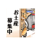 コテツとテトラ（個別スタンプ：31）