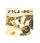 コテツとテトラ（個別スタンプ：32）