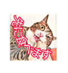 コテツとテトラ（個別スタンプ：33）