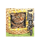 コテツとテトラ（個別スタンプ：34）