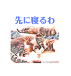 コテツとテトラ（個別スタンプ：35）