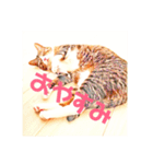 コテツとテトラ（個別スタンプ：36）
