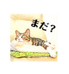 コテツとテトラ（個別スタンプ：37）