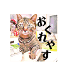コテツとテトラ（個別スタンプ：40）