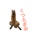 柴犬チビ 日常会話（個別スタンプ：1）