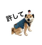 柴犬チビ 日常会話（個別スタンプ：2）