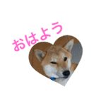 柴犬チビ 日常会話（個別スタンプ：4）