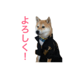 柴犬チビ 日常会話（個別スタンプ：5）