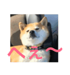 柴犬チビ 日常会話（個別スタンプ：8）