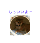 柴犬チビ 日常会話（個別スタンプ：9）