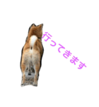 柴犬チビ 日常会話（個別スタンプ：10）