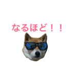 柴犬チビ 日常会話（個別スタンプ：11）