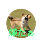 柴犬チビ 日常会話（個別スタンプ：12）