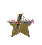 柴犬チビ 日常会話（個別スタンプ：13）