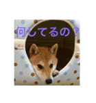 柴犬チビ 日常会話（個別スタンプ：15）
