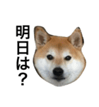 柴犬チビ 日常会話（個別スタンプ：17）