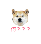 柴犬チビ 日常会話（個別スタンプ：19）