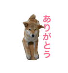 柴犬チビ 日常会話（個別スタンプ：21）