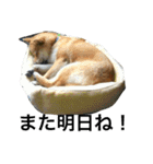 柴犬チビ 日常会話（個別スタンプ：22）