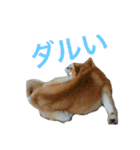 柴犬チビ 日常会話（個別スタンプ：23）