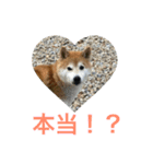 柴犬チビ 日常会話（個別スタンプ：24）