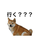 柴犬チビ 日常会話（個別スタンプ：25）