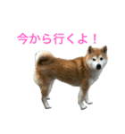 柴犬チビ 日常会話（個別スタンプ：26）
