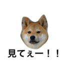 柴犬チビ 日常会話（個別スタンプ：28）
