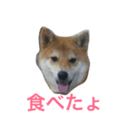 柴犬チビ 日常会話（個別スタンプ：29）