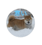 柴犬チビ 日常会話（個別スタンプ：30）