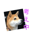 柴犬チビ 日常会話（個別スタンプ：31）