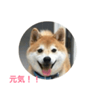 柴犬チビ 日常会話（個別スタンプ：32）