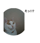 猫のりーちゃん（個別スタンプ：1）