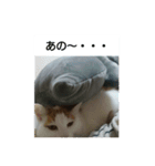 猫のりーちゃん（個別スタンプ：3）