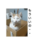 猫のりーちゃん（個別スタンプ：4）