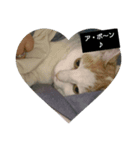 猫のりーちゃん（個別スタンプ：6）