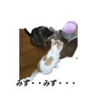 猫のりーちゃん（個別スタンプ：7）