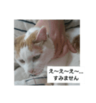 猫のりーちゃん（個別スタンプ：8）