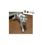 猫のりーちゃん（個別スタンプ：9）