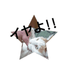 猫のりーちゃん（個別スタンプ：11）