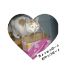 猫のりーちゃん（個別スタンプ：12）