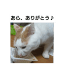 猫のりーちゃん（個別スタンプ：13）