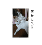 猫のりーちゃん（個別スタンプ：14）