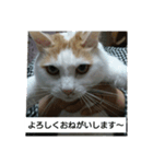 猫のりーちゃん（個別スタンプ：16）