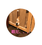 うちのワンコはさつき1（個別スタンプ：5）