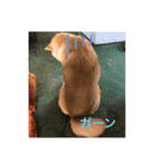 うちのワンコはさつき1（個別スタンプ：8）